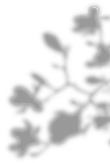 flowerIcon