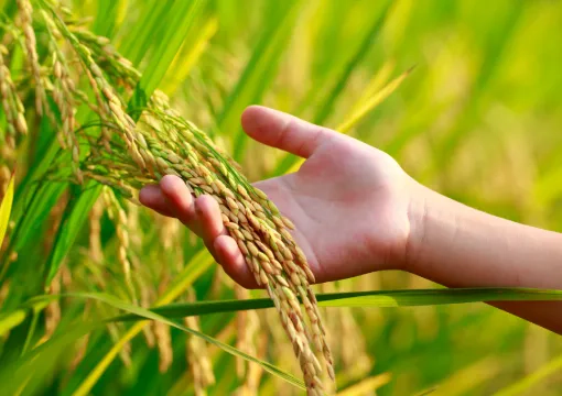 rice